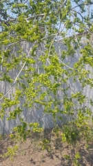 Ulmus pumila