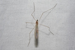Dicranoptycha melampygia
