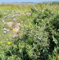 Rhamnus lycioides lycioides