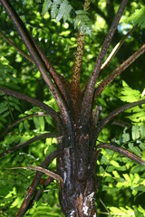 Cyathea costaricensis
