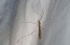 Dicranoptycha melampygia