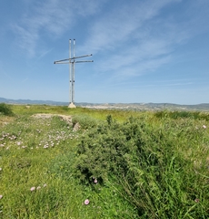 Rhamnus lycioides lycioides