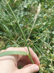 Dactylis glomerata glomerata