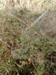 Trisetaria panicea