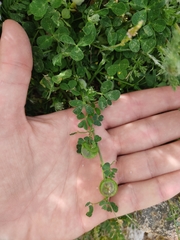 Medicago orbicularis
