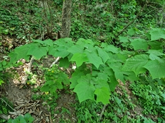 Alangium platanifolium