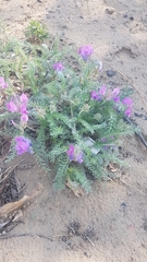 Oxytropis lanata