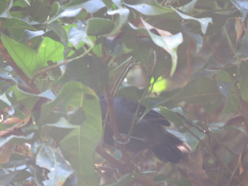Thamnophilidae