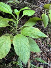 Lobelia physaloides