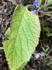 Lobelia physaloides