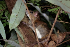 Rattus satarae