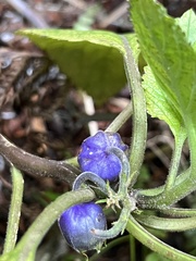 Lobelia physaloides