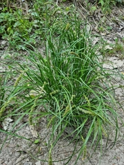 Carex leiorhyncha