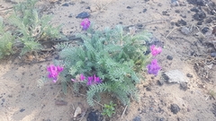 Oxytropis lanata