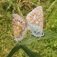 Polyommatus icarus