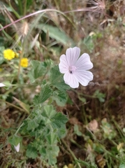 Malva hispanica