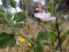 Malva hispanica