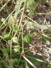 Medicago orbicularis