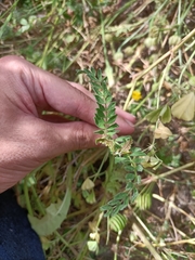Medicago orbicularis