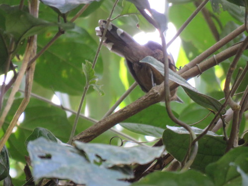 Grey Antbird (Cercomacra cinerascens), photo 8