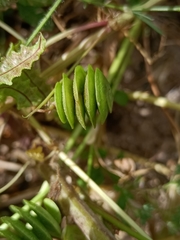 Medicago orbicularis