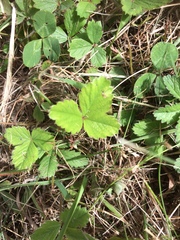 Potentilla sterilis