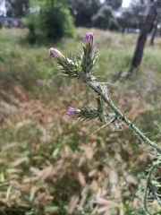 Carduus pycnocephalus