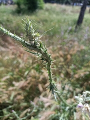 Carduus pycnocephalus