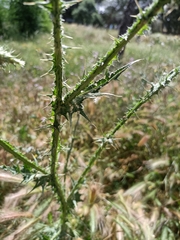 Carduus pycnocephalus