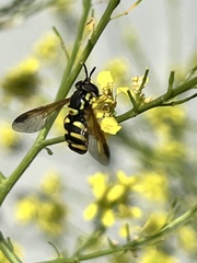 Chrysotoxum intermedium