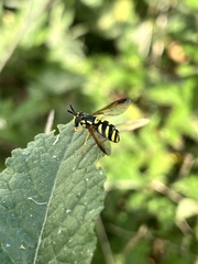 Chrysotoxum intermedium