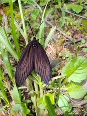 Gynautocera rubriscutellata