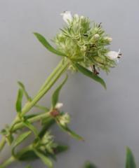 Agathisanthemum bojeri