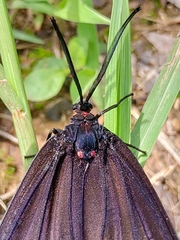 Gynautocera rubriscutellata