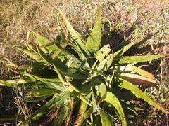Aloe parvibracteata