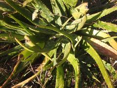 Aloe parvibracteata