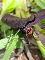 Gynautocera rubriscutellata