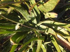 Aloe parvibracteata