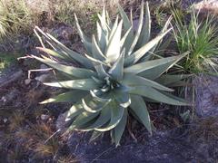 Aloe petricola