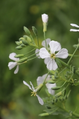 Raphanus sativus sativus