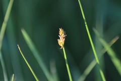 Carex bicknellii