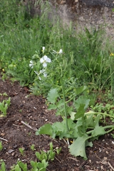 Raphanus sativus sativus