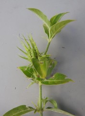 Barleria elegans orientalis