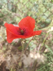 Papaver rhoeas