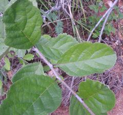 Cordia monoica