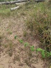 Scrophularia alpestris