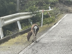 Cervus nippon yakushimae