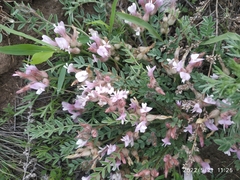 Astragalus testiculatus