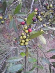 Euclea natalensis angustifolia