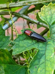 Ludioschema obscuripes